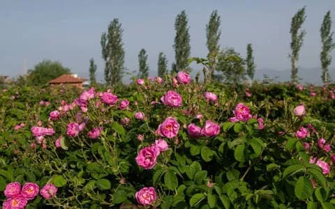 Isparta Sohbet